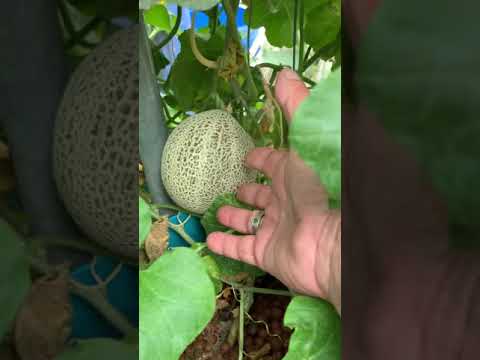 Hydroponic garden update 22/12/2019
