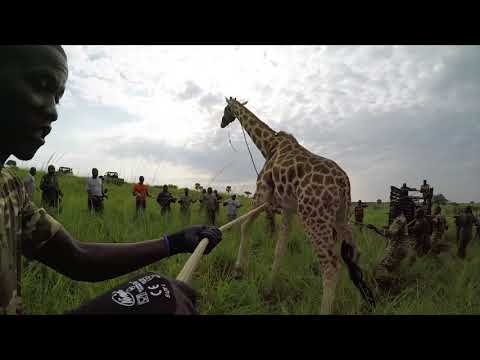 GCF Operation Twiga II