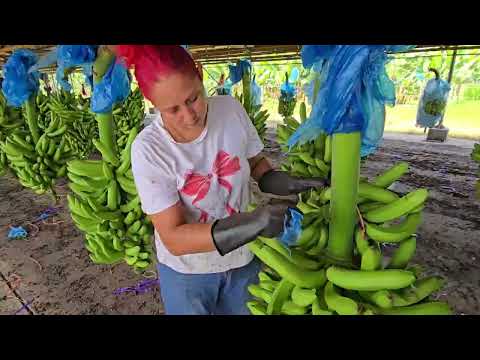 Especial de Ciudad: Conoce la Agropecuaria La Perla, Trujillo, allí se produce banano de exportación