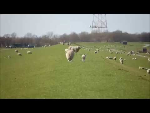 Armin van Buuren feat. Nadia Ali vs. Thomas Gold - Who's Watching Marsch (Myon & Shane 54 Mashup)