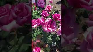 Barbra Streisand rose