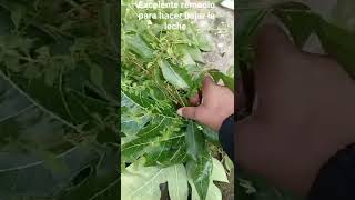 Te de limoncillo lechosa y orégano para hacer bajar la leche materna