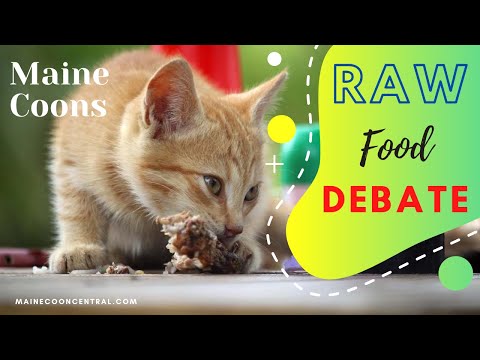 Maine Coon Eating Raw Meat