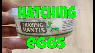 Hatching Praying Mantis eggs (Ootheca)