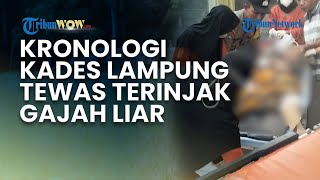 KRONOLOGI KEJADIAN KADES LAMPUNG TEWAS TERINJAK GAJAH saat Penggiringan Menuju TN Way Kambas