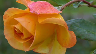 The Inspirations   A Rose Among The Thorns