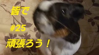 【モルモット】今日の親びんさん#25