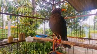 Download lagu MASTERAN JALAK LAWU/ANIS GADING GACOR mp3