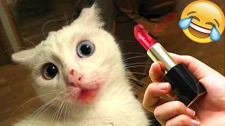 🤣 100%笑える！最高におもしろい猫動画！🐈😹パート 26
