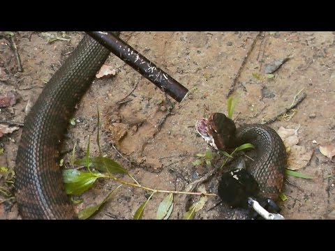 download lagu mp3 mp4 Kill The Snake, download mp3 Kill The Snake free download mp3, download mp3 Kill The Snake