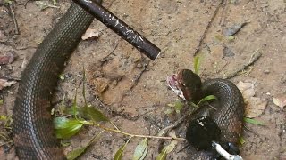 [GRAPHIC] Killing and Eating a Venomous Snake!