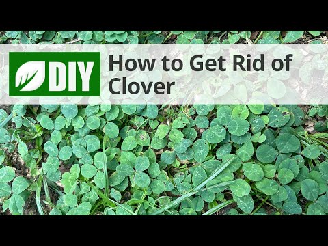  How to Get Rid of Clover Video 