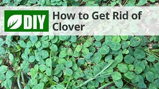 Clover Weed Control | DoMyOwn.com