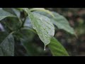 Mazha Whatsapp Status Rain Cinematic Video Rain WhatsApp Status Mazha Status Video Rain Sound