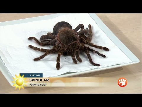 , title : 'Owe Sandström: "Alla spindlar har gift" - Nyhetsmorgon (TV4)'