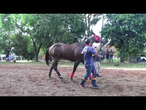 PRESENTATION - I GP JOAQUIN PAVOSKI DAPPER - 450M - CARAZINHO