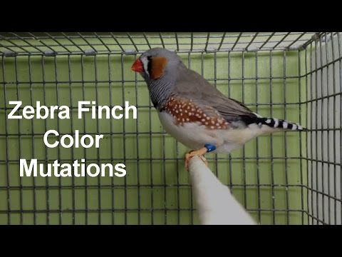 image-Do all finches have color?