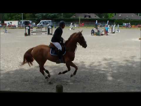 Ketsana van 't recht eind 8YO mare by Quintus X Lys de darmen