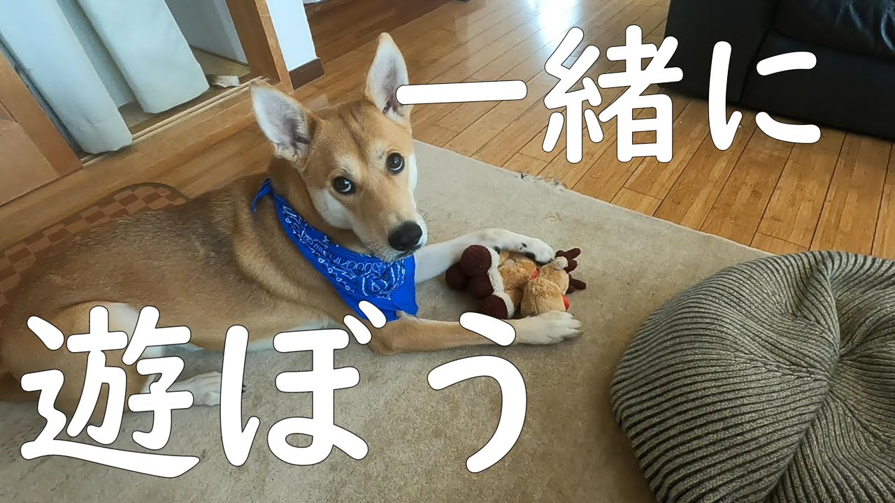 遊びに誘うワンジロー