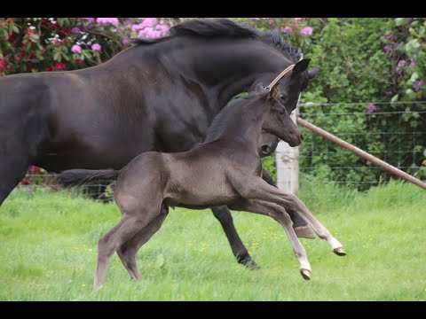 Hengstveulen Total McLaren x All At Once