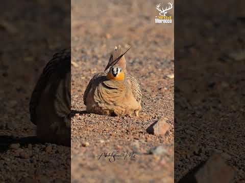 أروع مخلوقات الصحراء المغربية