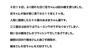 長寿ネコ