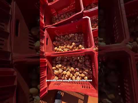 Visita da Primalta a São Gotardo (MG) Plantação de Alhos