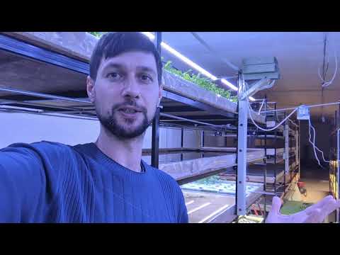 Сити Ферма. Срез руколы. Результаты собранной продукции. City Farm. The harvesting of the rukola.