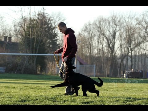 Jakomo vom Teufelshang - obedience 2-5 months