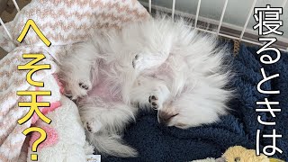 【ポメラニアン】くるみは元気に育っています。