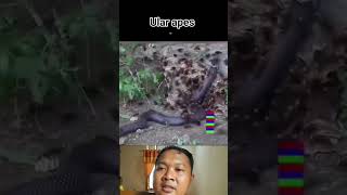 Download lagu ular cobra  salah mangsa mp3