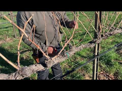 Pruning VSP grape vines with master pruners Pedro and Diego