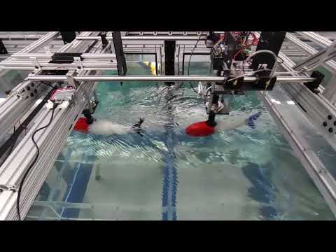 Fish Swimming Mathematical Models: Burst and Thrust Dynamics (Irene Yang - TREND REU 2024)