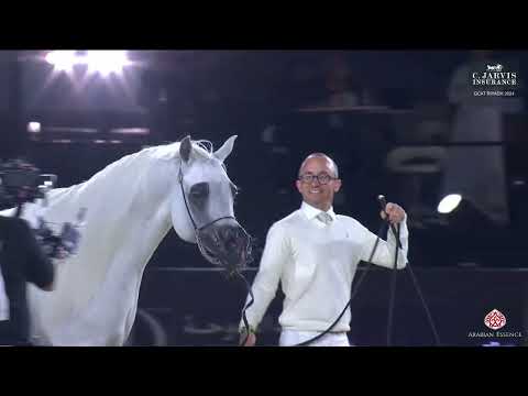 N 223 ALEXXANDERR   GCAT Riyadh 2024   Stallions 7 10 Years Old Class 11