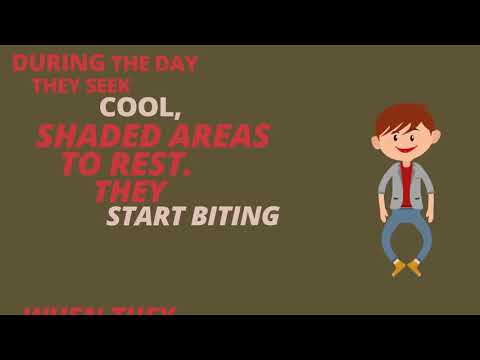 2nd YouTube video about are mosquitoes active at night