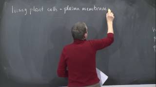 6. Natural Honeycombs: Wood