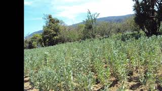 paso la vida pensando.(Los Angeles Azules Y Gilberto Santa Rosa)