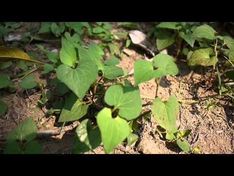 download lagu mp3 mp4 Fish Mint Root Salad, download lagu Fish Mint Root Salad gratis, unduh video klip Fish Mint Root Salad