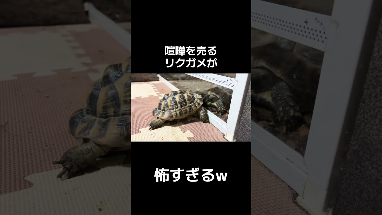 喧嘩を売るリクガメが怖すぎるw #pet #爬虫類 #リクガメ #ペット #fyp