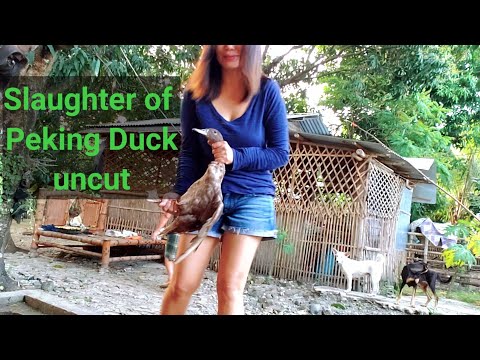 Slaughter of Peking Duck #2