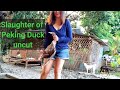 Slaughter Of Peking Duck 2