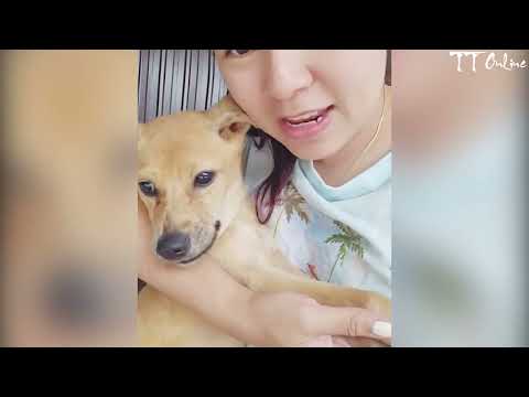 The miraculous transformation of an abandoned, poisoned dog after being rescued and brought home