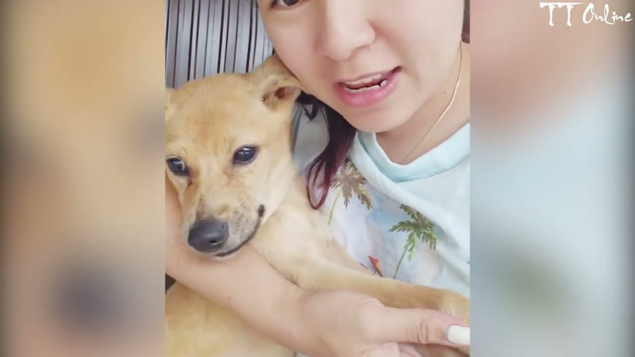 The miraculous transformation of an abandoned, poisoned dog after being rescued and brought home