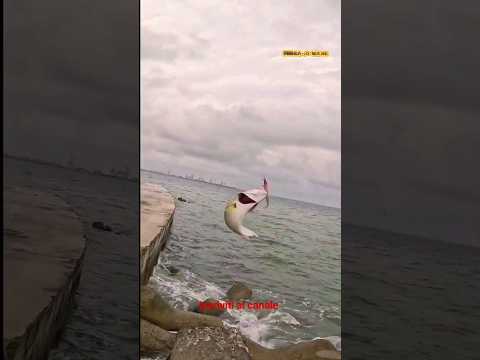 Pesce serra _ attacchi in diretta #1