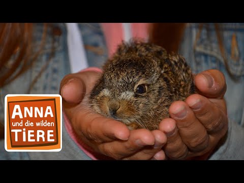 Feldhase und Wildkaninchen | Reportage für Kinder | Anna und die wilden Tiere