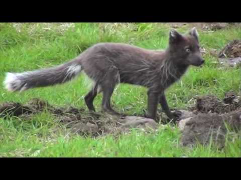 Renard arctique dans le Hornstrandir