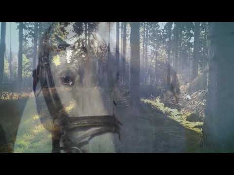 Šest bílých koní - Greenhorns (Zelenáči)