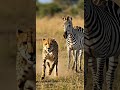 Cheetah Vs Zebra A Wild Encounter On The Savannah Cheetah Zebra Wildlife Safari Africa