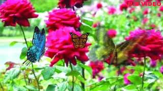 Download lagu Choto Choto Phule Phule /Sudhu Eakbar Balo Movie song/ শুধু এক বার বলো বাংলা সিনেমা র রোমান্টিক গান। mp3