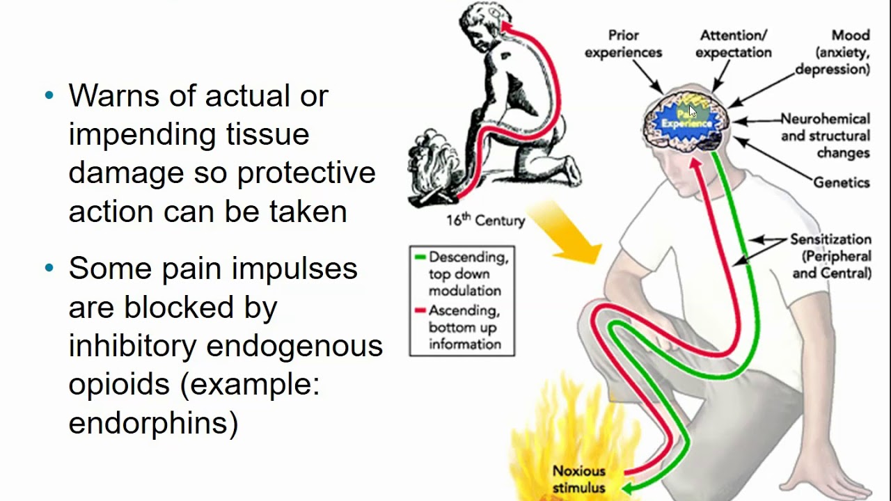 2113 Chapter 13 The Peripheral Nervous System Part A